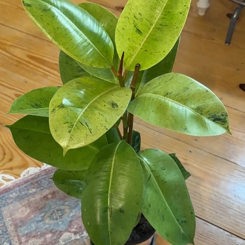 Photo of the plant species Ficus Moonshine by @Tylersplants named Emerson on Greg, the plant care app