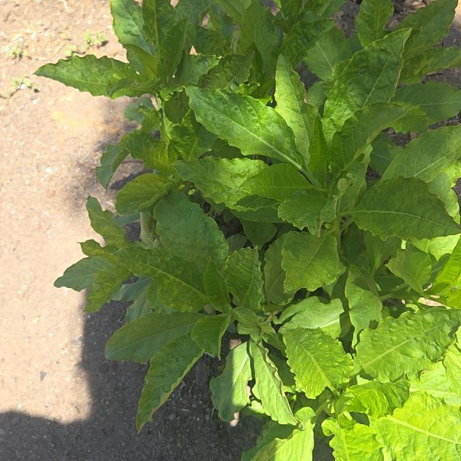 Photo of the plant species Tobacco by @SocialGreyghost named Robert Plant on Greg, the plant care app