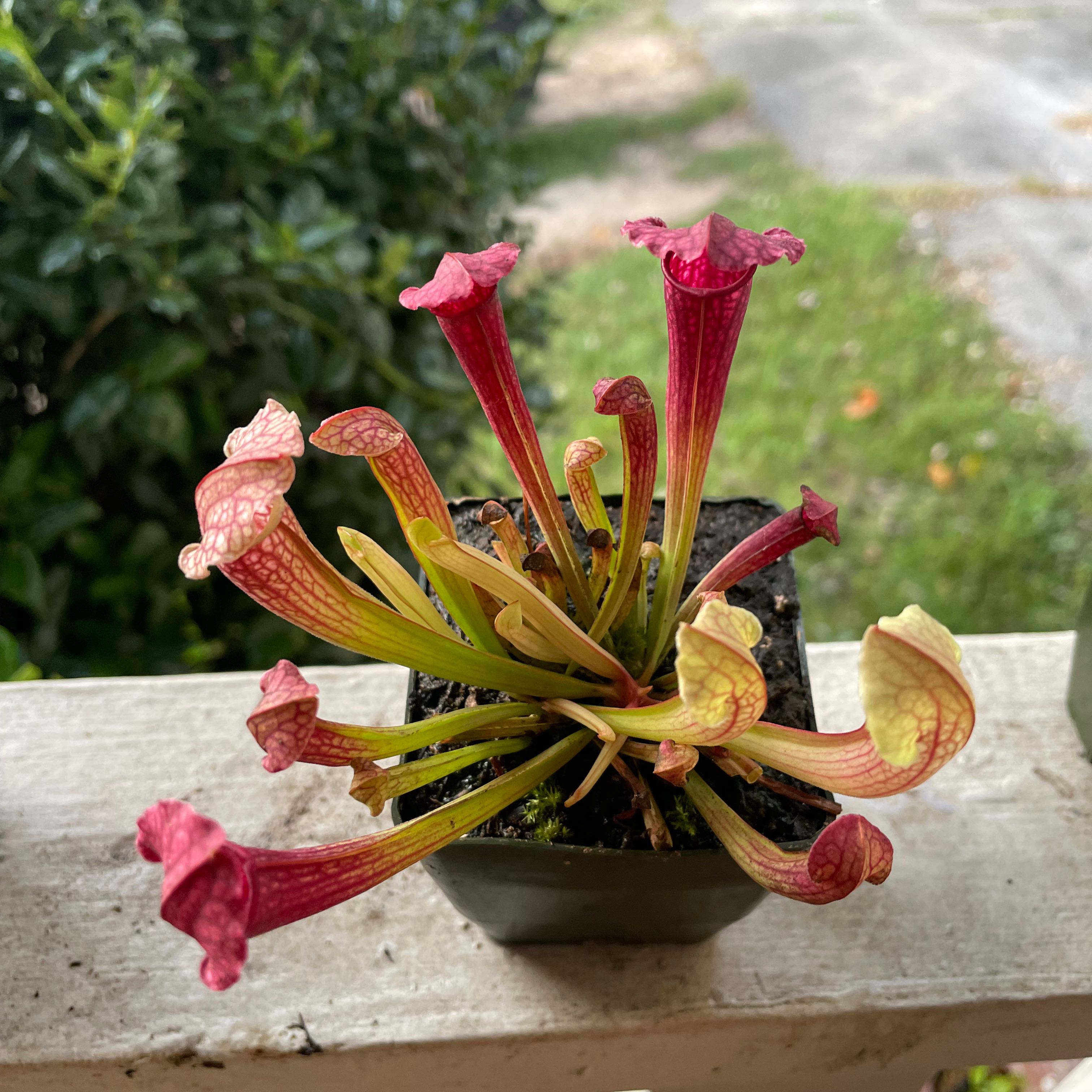 Plant care for Ahles' Pitcher Plant on Greg, the plant care app
