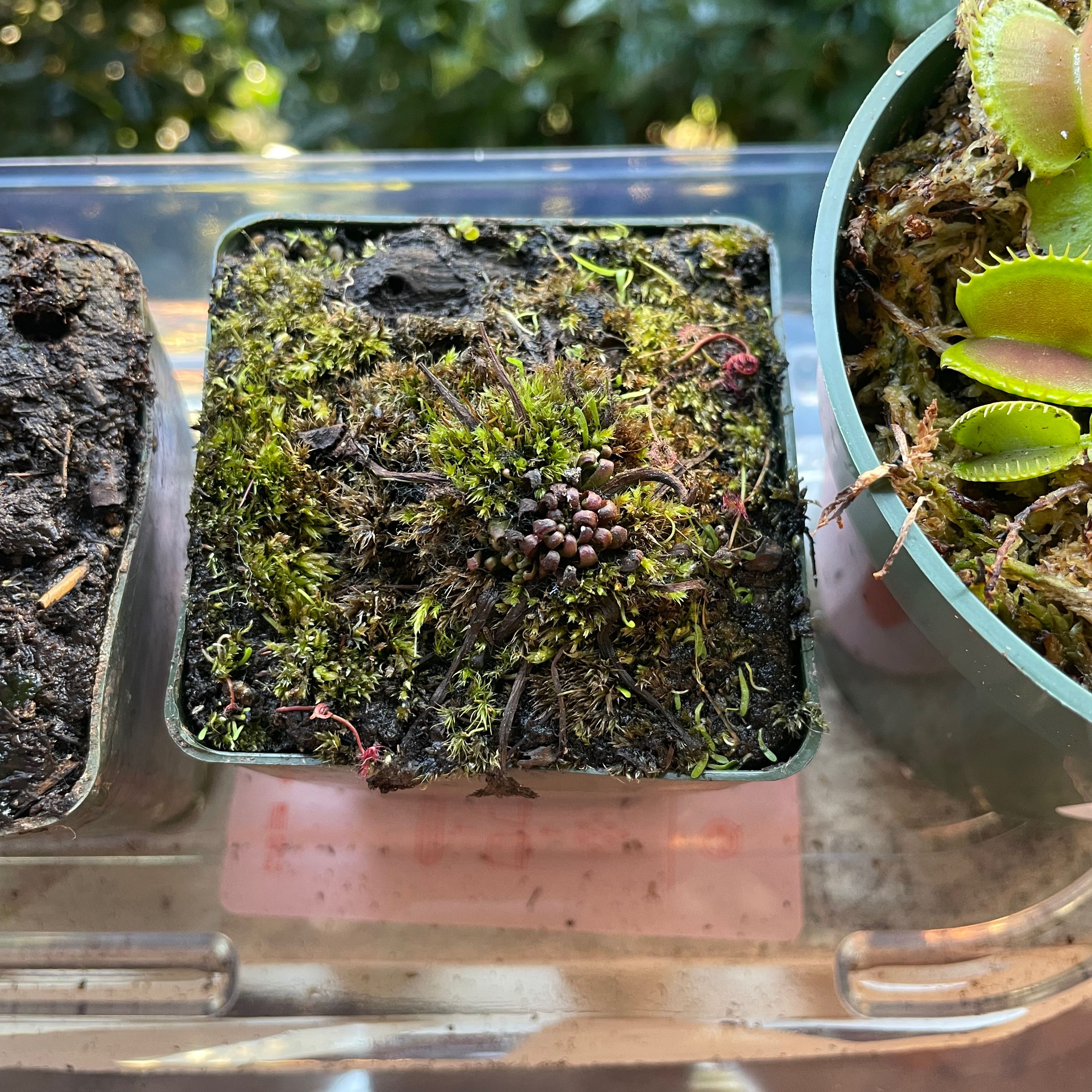 Photo of the plant species Sundew by @TwistedxSinner named Nightmare on Greg, the plant care app