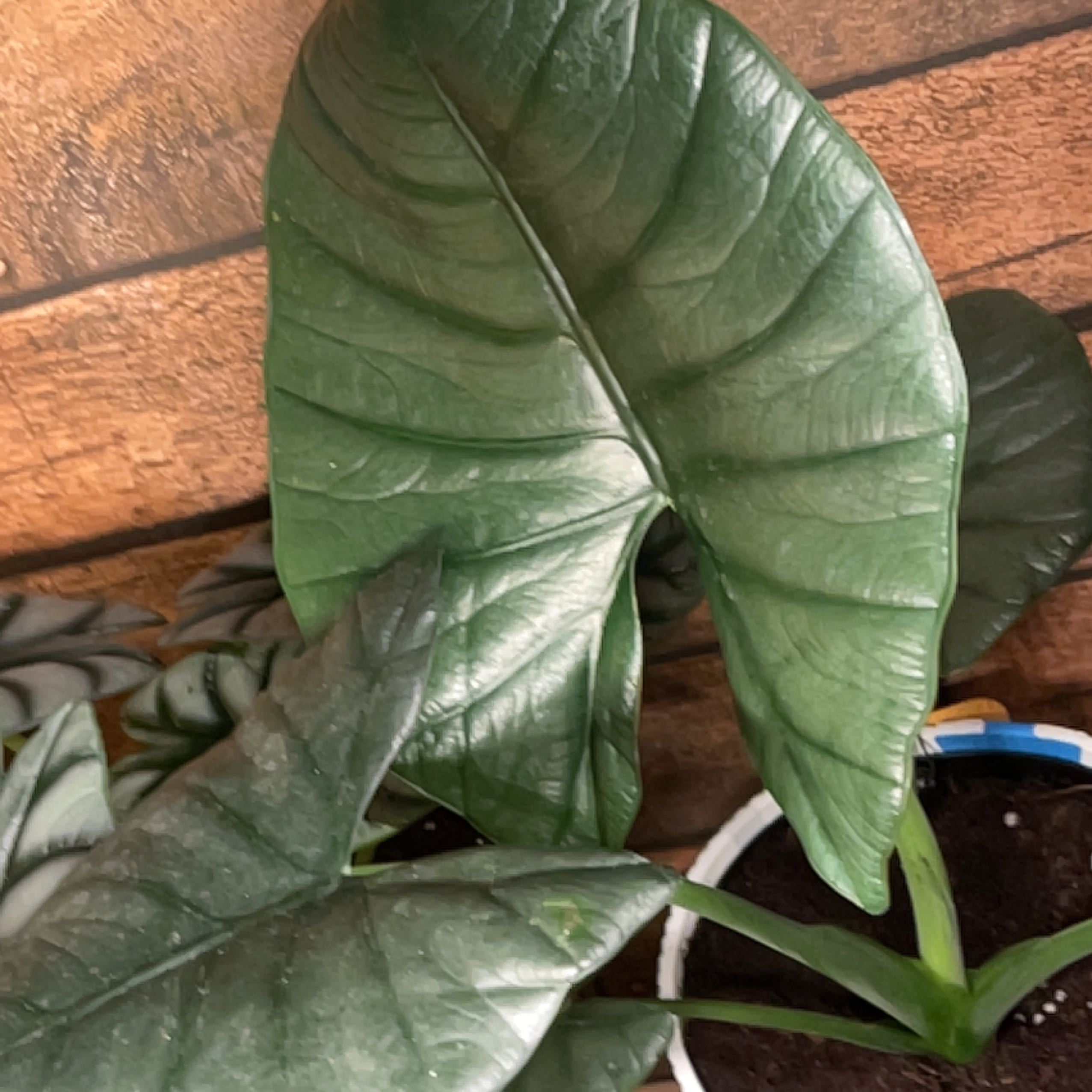 Photo of the plant species Alocasia Dark Miri by @TwistedxSinner named Ezra on Greg, the plant care app
