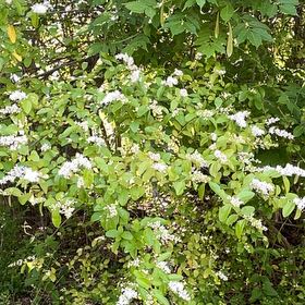 Photo of the plant species Sweet Mock Orange by @TwistedxSinner named Tolkien on Greg, the plant care app