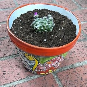 Photo of the plant species Miniature Desert Rose by @PunchySilvergum named Navajo on Greg, the plant care app