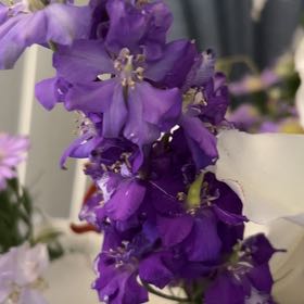 Photo of the plant species Jacob's Ladder by @WizardBabyburro named Fernie Mercury on Greg, the plant care app