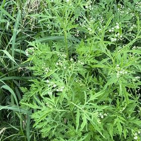 Photo of the plant species Wild Wormwood by @WizardBabyburro named Gobi on Greg, the plant care app