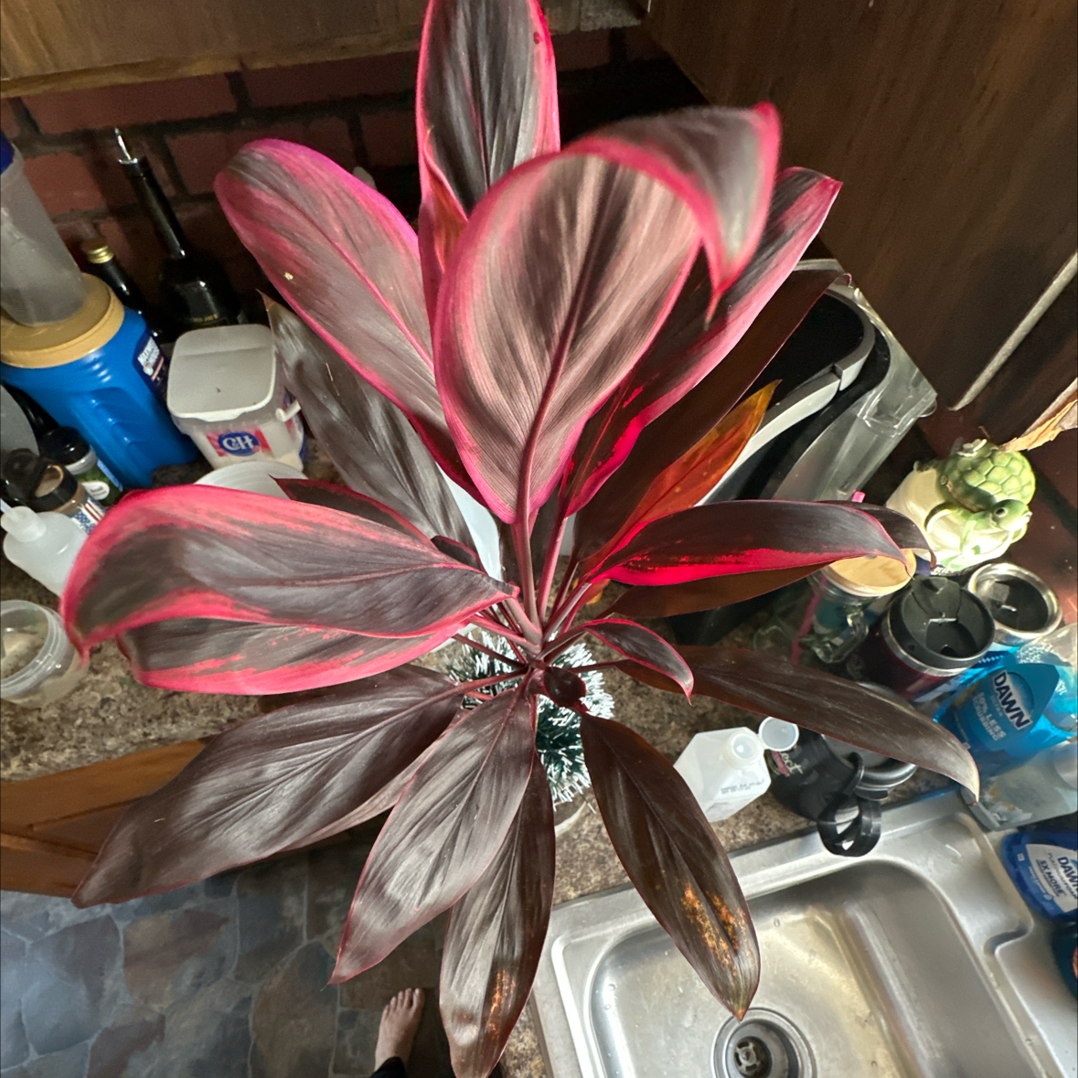 Photo of the plant species Cordyline 'Chocolate Queen' by @DefiantGrass28 named Annie on Greg, the plant care app