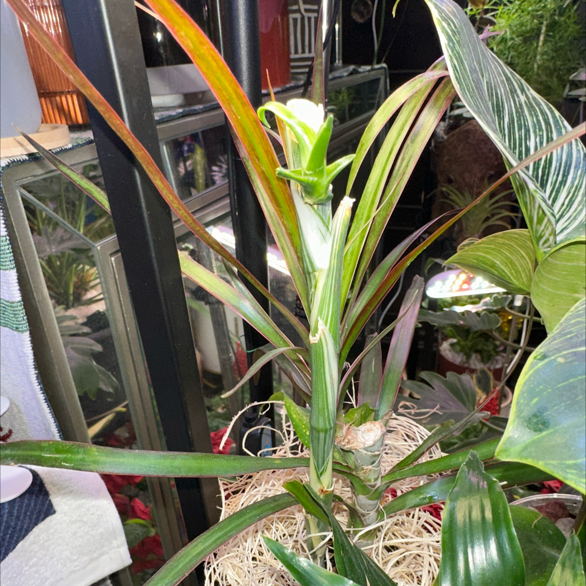 Photo of the plant species Dracaena multiflora by @DefiantGrass28 named Athena on Greg, the plant care app