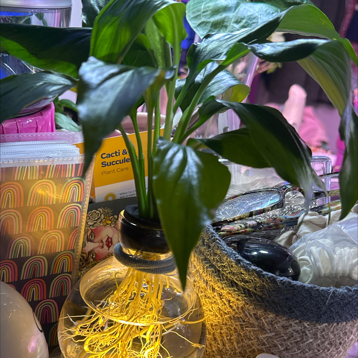 Photo of the plant species Peace Lily by @DefiantGrass28 named September on Greg, the plant care app