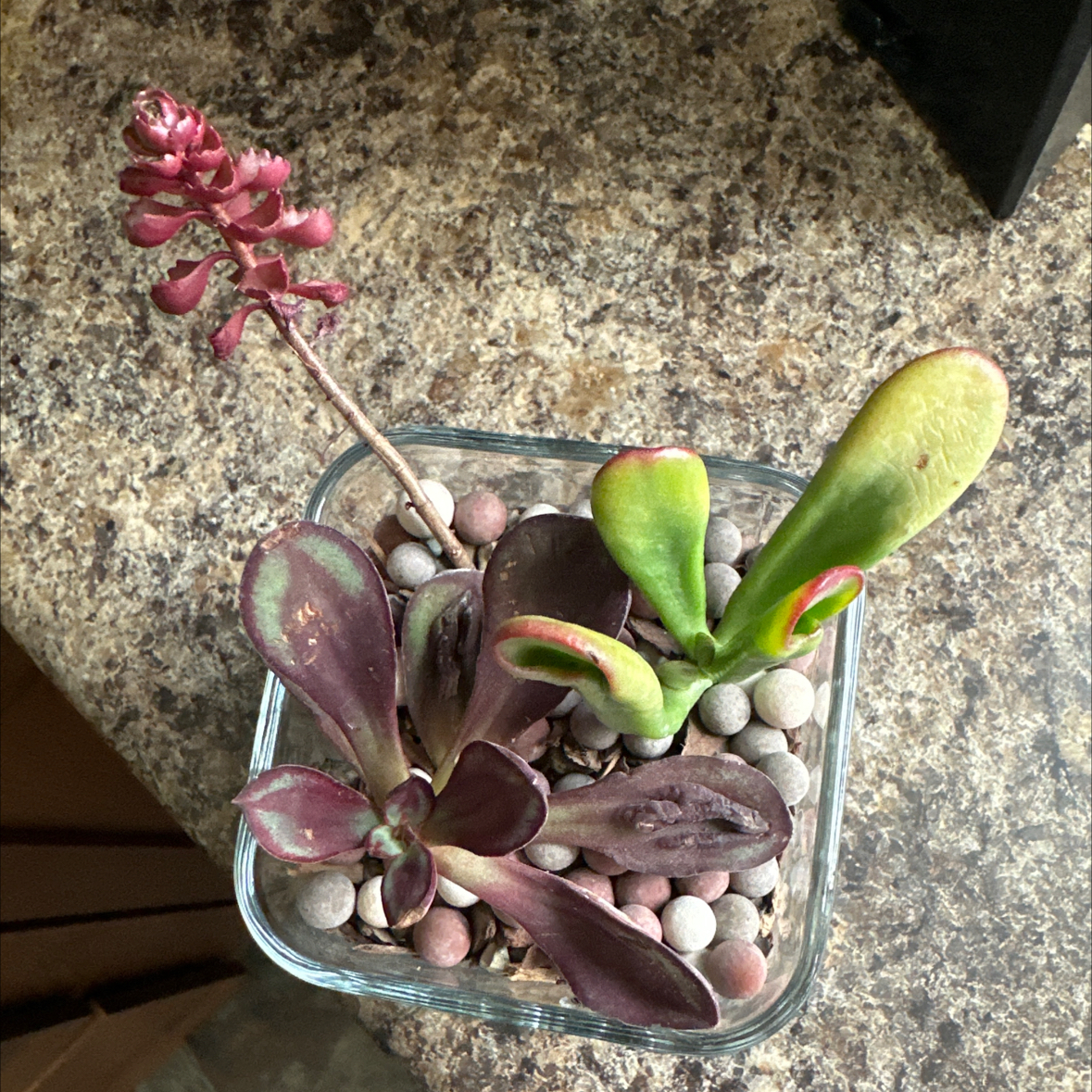Photo of the plant species Echeveria by @DefiantGrass28 named Chocolatta on Greg, the plant care app