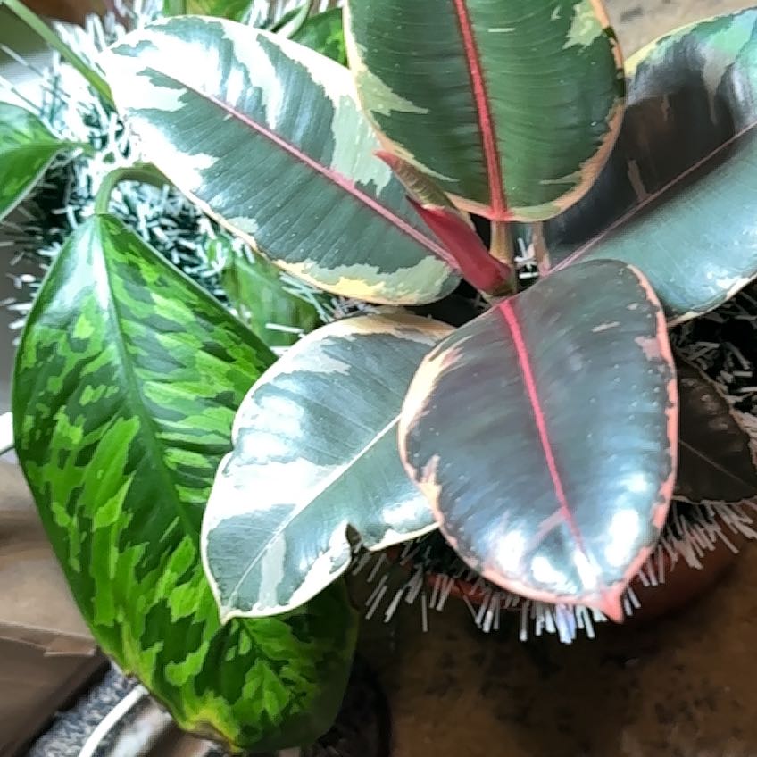 Photo of the plant species Rubber Plant by @DefiantGrass28 named Lacee Ruby (ficus) on Greg, the plant care app