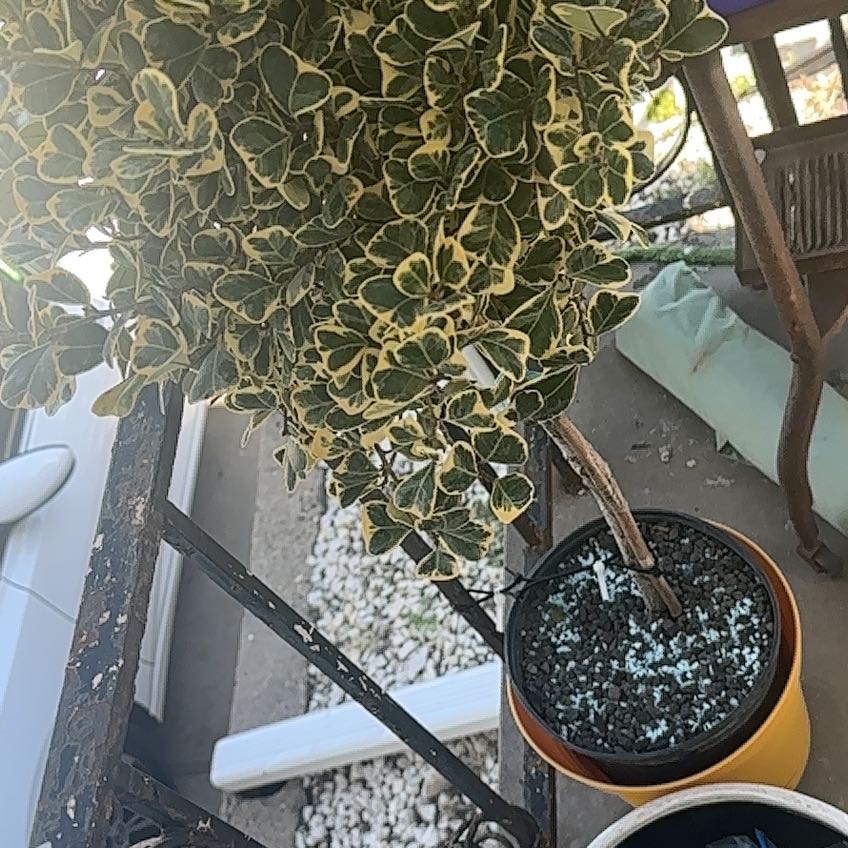 Photo of the plant species Ficus triangularis by @DefiantGrass28 named Vera on Greg, the plant care app