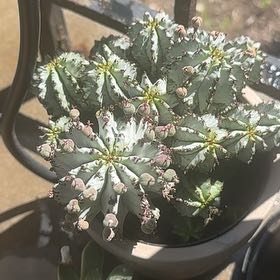 Photo of the plant species Euphorbia monstrose by @DefiantGrass28 named Bambi on Greg, the plant care app