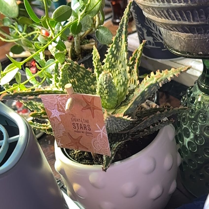 Photo of the plant species Aloe 'Lavender Star' by @DefiantGrass28 named Patrice Star on Greg, the plant care app