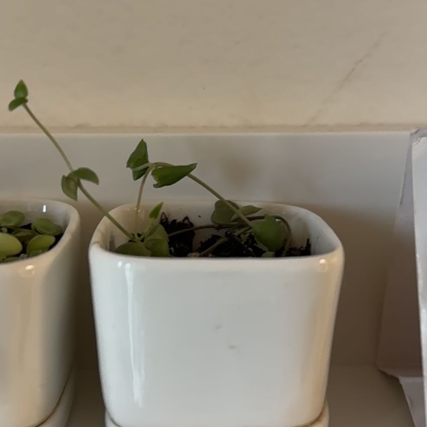Photo of the plant species String of Hearts by @ElatedCasimiroa named Cupid on Greg, the plant care app