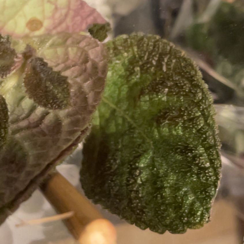 Photo of the plant species Calico Flower by @LucidLentenrose named Muhammad Ali on Greg, the plant care app