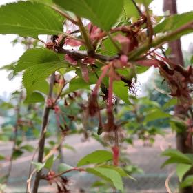 Photo of the plant species Weeping cherry blossom tree by @IconHoyarebecca named Wall-E on Greg, the plant care app