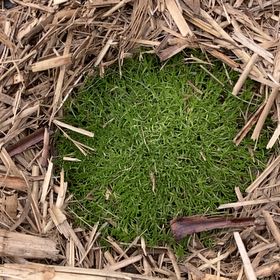 Photo of the plant species Australian Astroturf by @IconHoyarebecca named Gaga on Greg, the plant care app