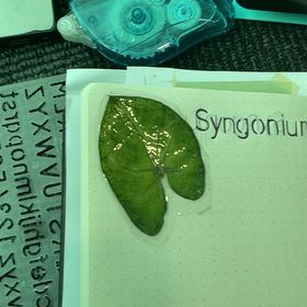 Photo of the plant species Syngonium 'Sunshine Speckles' by @PurelyPinkball named Lola on Greg, the plant care app