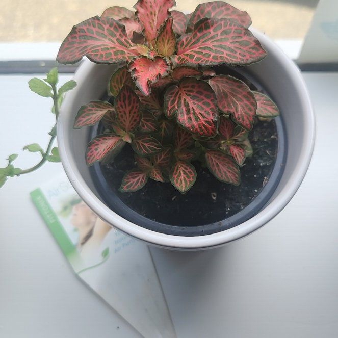 Photo of the plant species Nerve Plant Frankie by @SnazzyMossfern named Luna on Greg, the plant care app
