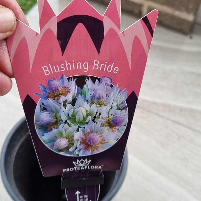 Photo of the plant species Protea by @KeenOvalkumquat named Blushing Bride on Greg, the plant care app