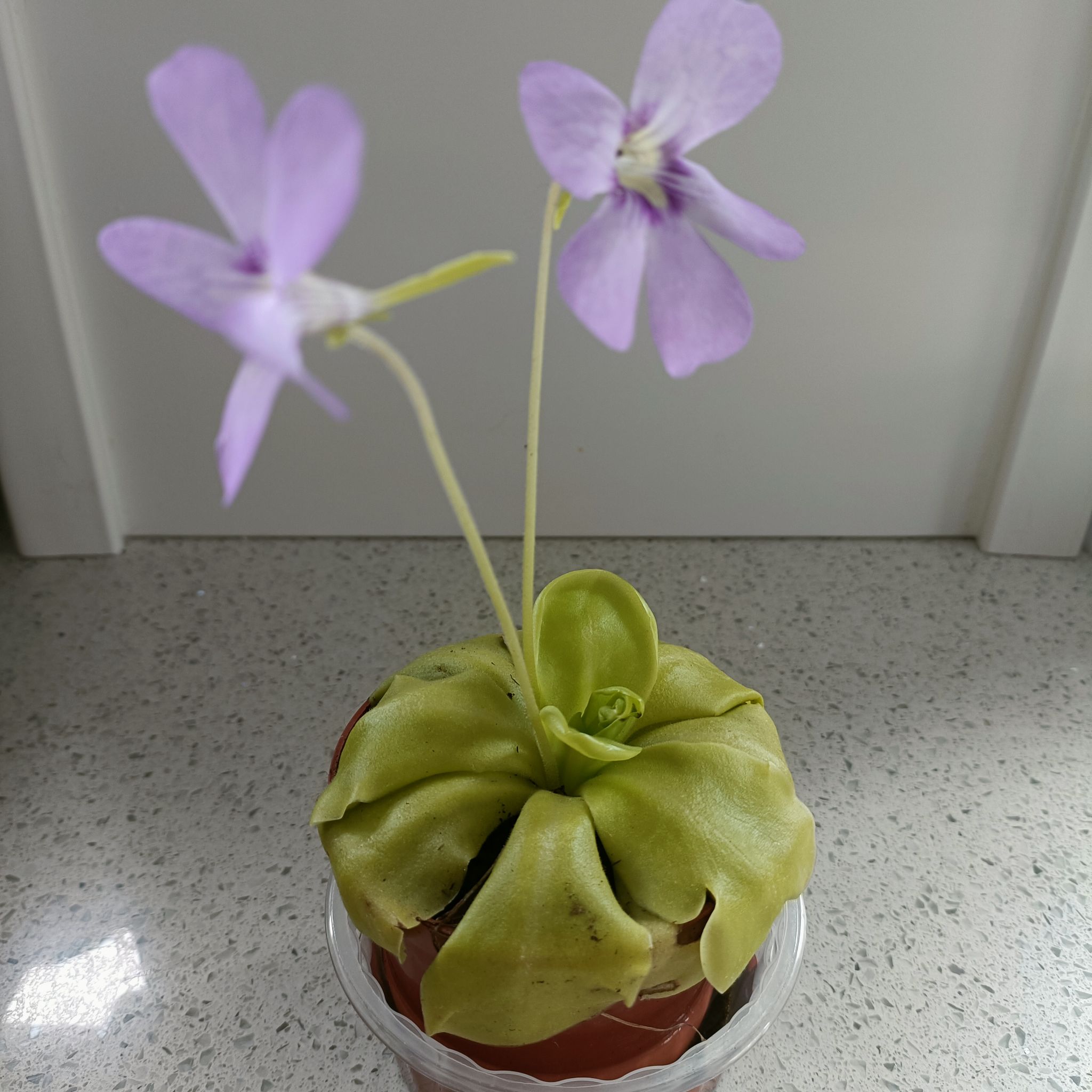 Photo of the plant species Mexican Butterwort by @ShowyMizuna named Flora on Greg, the plant care app