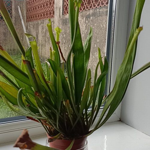 Photo of the plant species Sarracenia 'Redneck' by @ShowyMizuna named Cletus on Greg, the plant care app