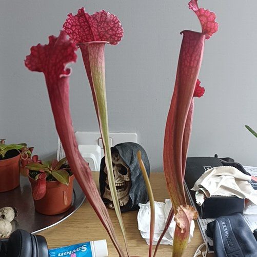 Photo of the plant species Juthatip Soper Pitcher Plant by @ShowyMizuna named Brandine on Greg, the plant care app