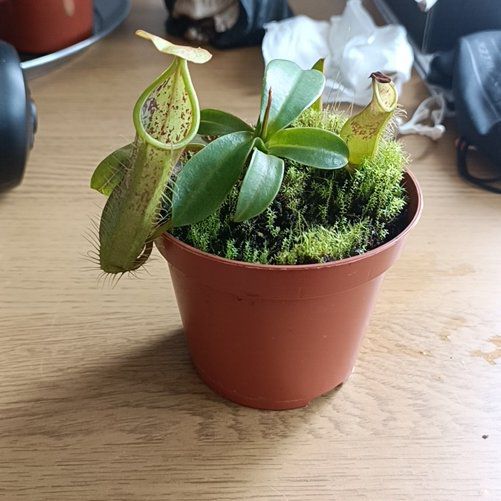 Plant care for Adrian's Pitcher Plant on Greg, the plant care app
