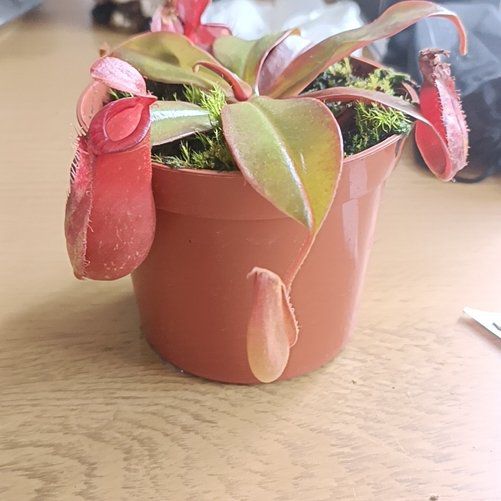 Photo of the plant species Bloody Mary Pitcher Plant by @ShowyMizuna named Melisandre on Greg, the plant care app