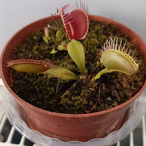 Photo of the plant species Dionaea muscipula 'B-52' by @ShowyMizuna named Bomber on Greg, the plant care app