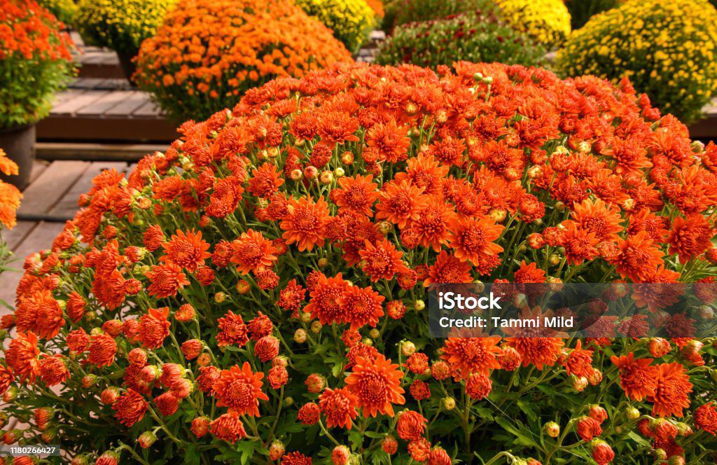 Photo of the plant species Garden Mum by @WiseSicklethorn named Messi on Greg, the plant care app