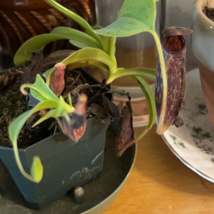 Photo of the plant species Nepenthes St Gaya by @ManlyPinkbubble named Zion on Greg, the plant care app