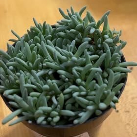 Photo of the plant species Tufted Ice Plant by @ManlyPinkbubble named Rosa on Greg, the plant care app