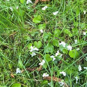 Photo of the plant species Meadow Saxifrage by @ManlyPinkbubble named Shakira on Greg, the plant care app