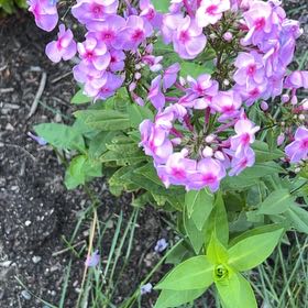 Photo of the plant species Garden Phlox by @ManlyPinkbubble named Bruce Lee on Greg, the plant care app