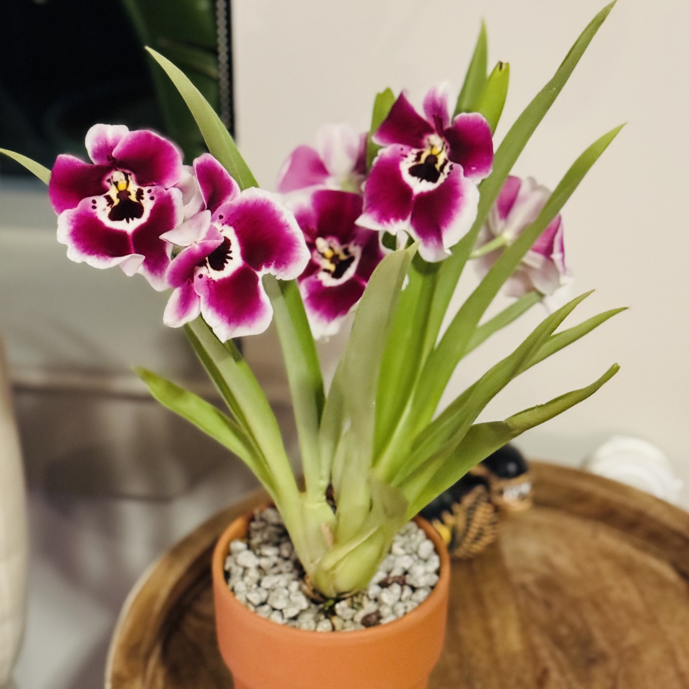 Photo of the plant species Miltoniopsis phalaenopsis by @xenlab named Potter on Greg, the plant care app