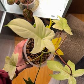 Photo of the plant species Philodendron ghost Mint by @GrandButterbush named Stella on Greg, the plant care app