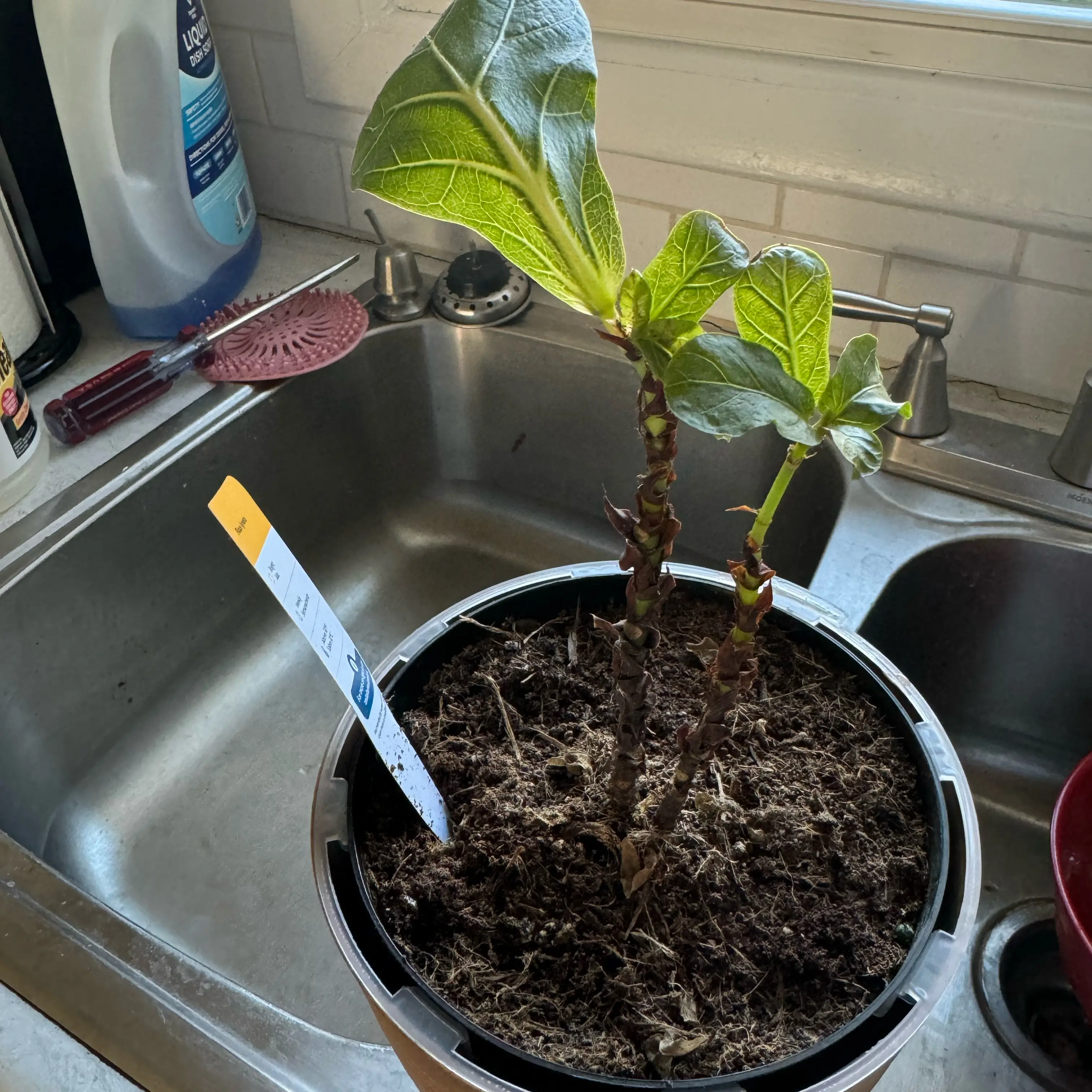 Photo of the plant species Fiddle Leaf Fiscus by @KeenSwamprose named Fernie Mercury on Greg, the plant care app