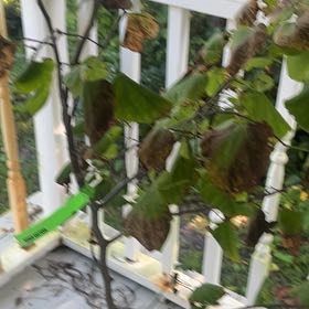 Photo of the plant species Eastern Redbud 'Oklahoma' by @GlossySeagrape named Heart leaves on Greg, the plant care app