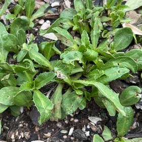 Photo of the plant species Marigold by @GiftedBluepearl named Michelle Branch on Greg, the plant care app