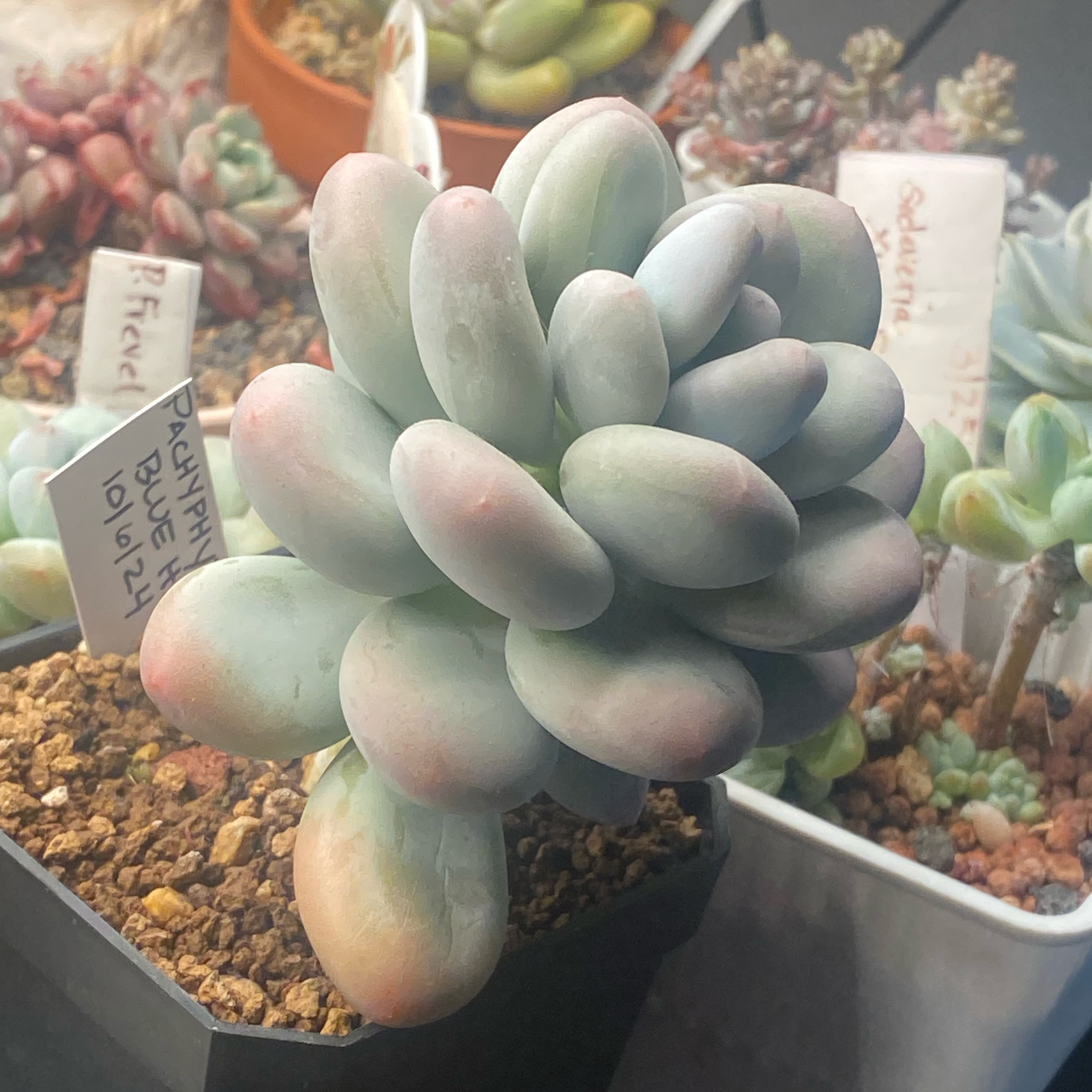 Photo of the plant species Pachyveria 'Blue Haze' by @ArmiOasis named Stitch on Greg, the plant care app