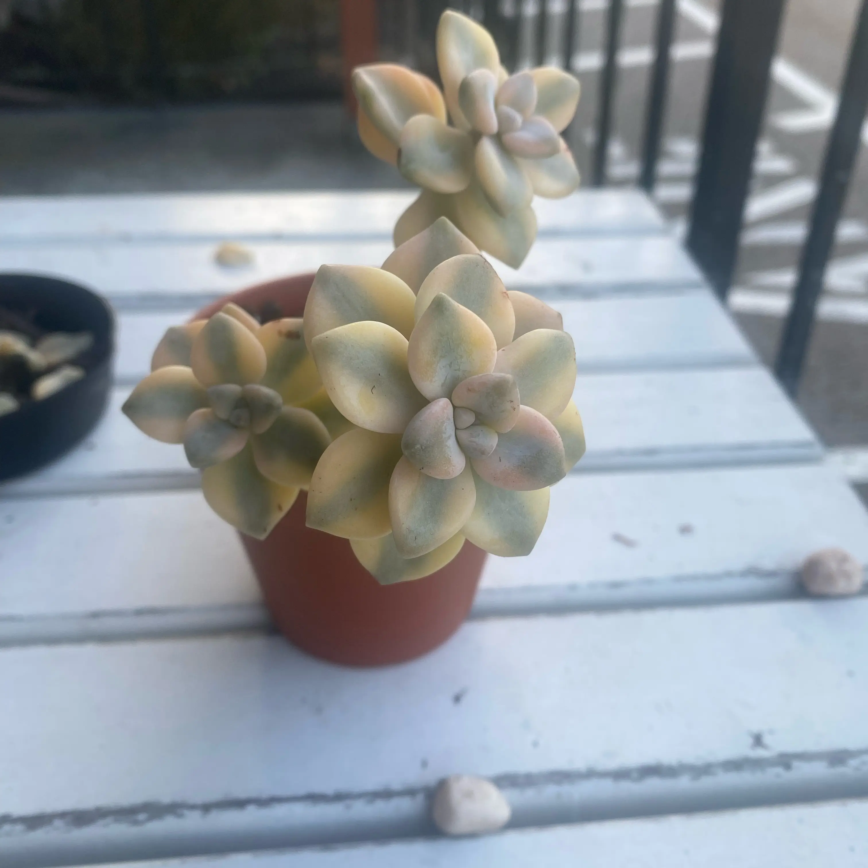 Photo of the plant species Graptopetalum bernalense by @ArmiOasis named Khaleesi on Greg, the plant care app