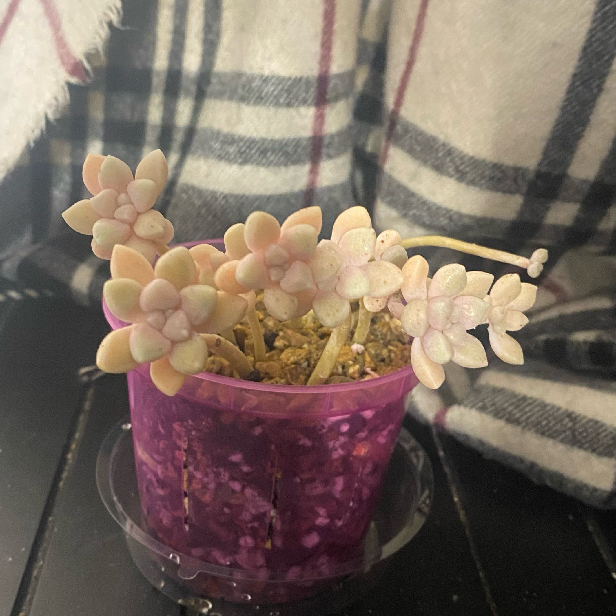 Photo of the plant species Graptopetalum mendozae by @ArmiOasis named Terra on Greg, the plant care app