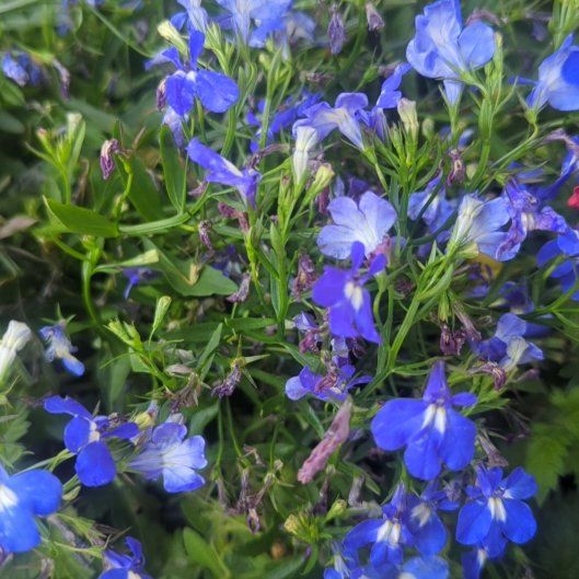 Photo of the plant species Edging Lobelia by @SmoothJonquil named Lebron on Greg, the plant care app
