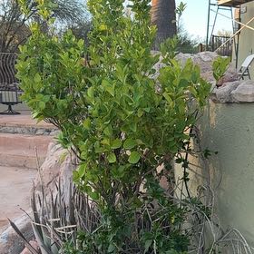 Photo of the plant species Black Mangrove by @FairSoftarnica named Mando on Greg, the plant care app