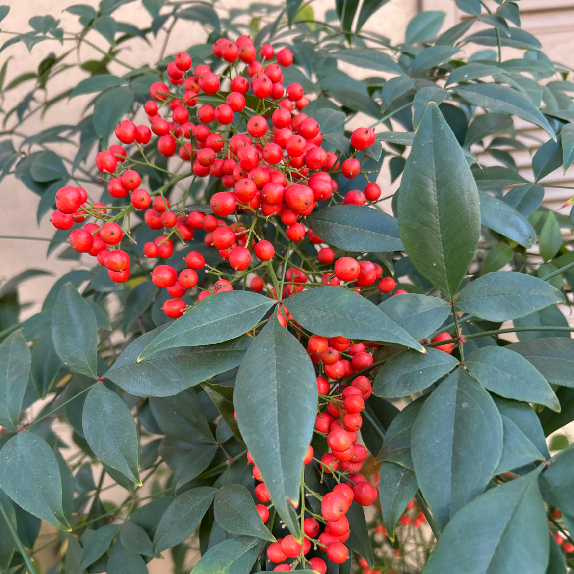 Photo of the plant species Mohave Pyracantha by @CutePeacockfern named Athena on Greg, the plant care app