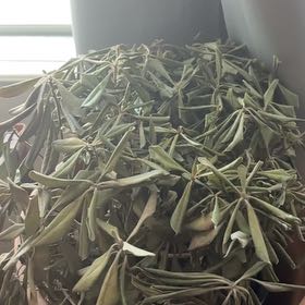 Plant care for Finger Flower on Greg, the plant care app