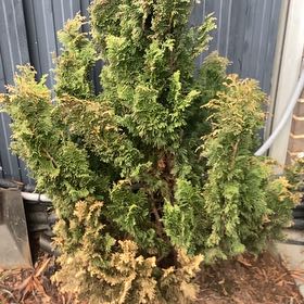 Photo of the plant species Dwarf Cypress by @PureWildcabbage named Einstein on Greg, the plant care app