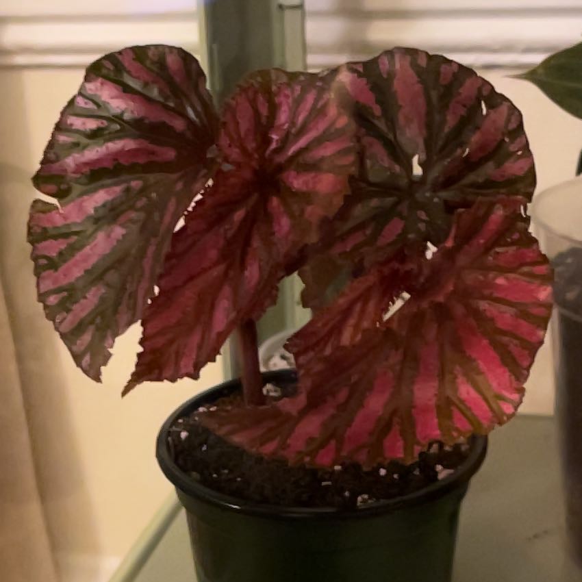 Photo of the plant species Exotica Begonia by @GlizziLizzi named Scarlet on Greg, the plant care app