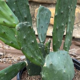 Photo of the plant species Prickly Pear by @FreshPurplesage named Treeyoncé on Greg, the plant care app